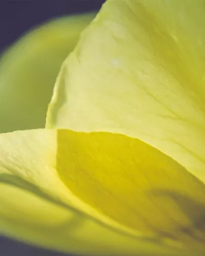 Goodbye Synthetic Silicones: Embracing Natural Silicone Alternatives