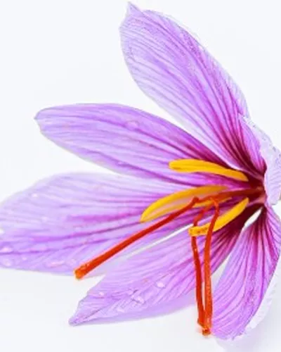 Goodbye Synthetic Silicones: Embracing Natural Silicone Alternatives