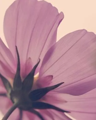 Goodbye Synthetic Silicones: Embracing Natural Silicone Alternatives